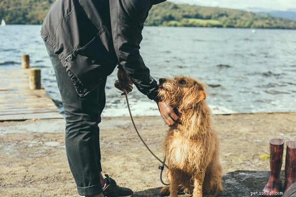 When to Seek Veterinary Care for Your Companion Pet