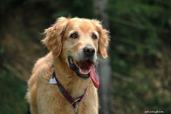 When to Seek Veterinary Care for Your Companion Pet