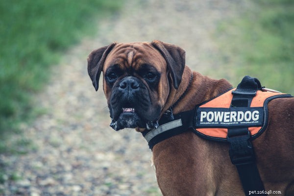 When to Seek Veterinary Care for Your Companion Pet