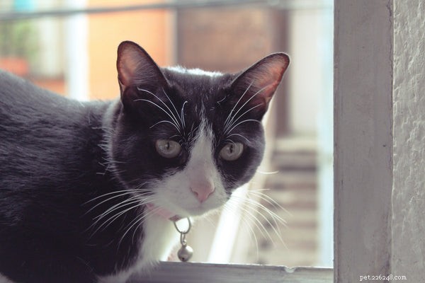Cat Tracking Collars: Key Insights Before Purchasing