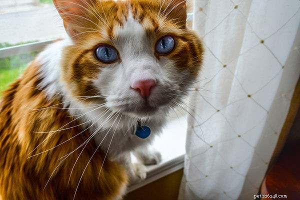 Cat Tracking Collars: Key Insights Before Purchasing