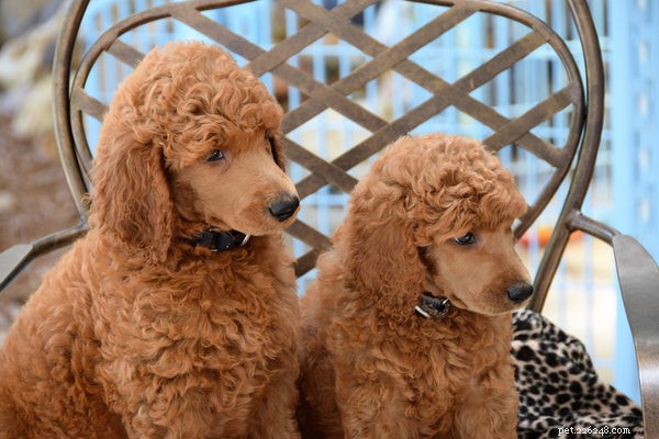 7 Expert Tips for Grooming Your Dog at Home