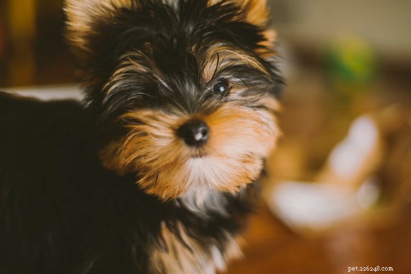 Why Cats Have Whiskers: Their Purpose and Importance