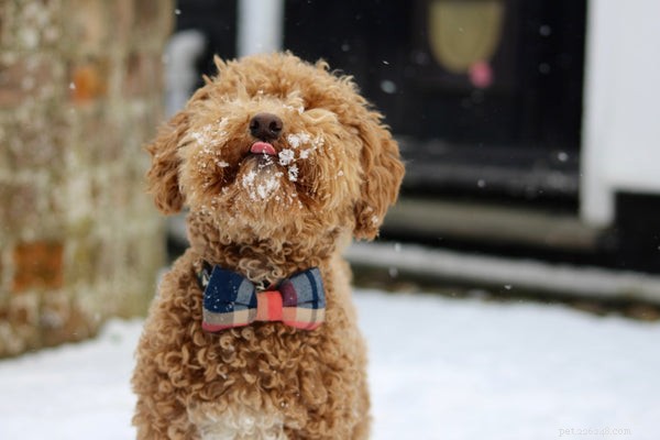 Discover 5 Dog Breeds That Resemble Teddy Bears