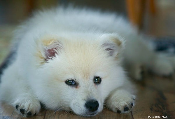 Discover 5 Dog Breeds That Resemble Teddy Bears