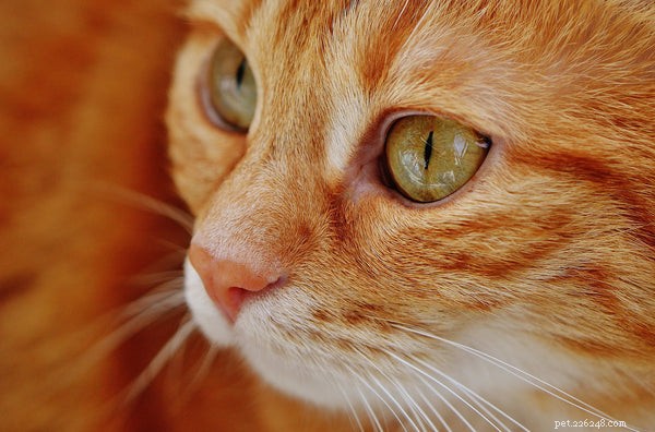 Why Cats Have Whiskers: Their Purpose and Importance