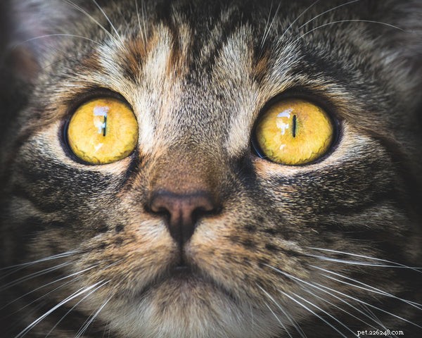 Why Cats Have Whiskers: Their Purpose and Importance