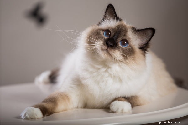 Top 5 Fluffy‑Tail Cat Breeds Every Owner Should Consider
