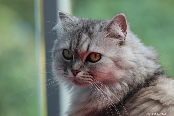 Top 5 Fluffy‑Tail Cat Breeds Every Owner Should Consider