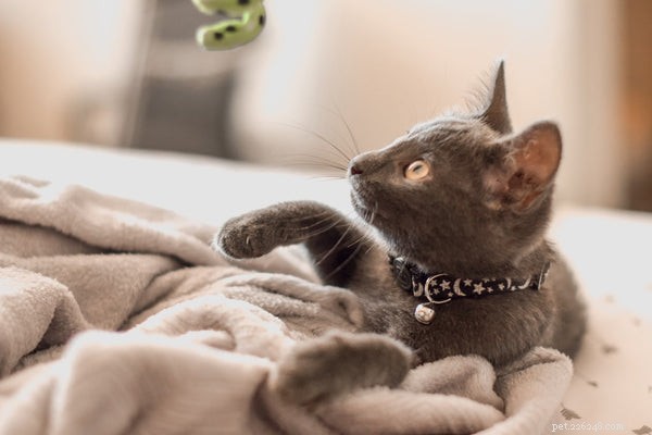 Indoor Cat Lifespan: How Long Your Feline Can Live & Tips to Extend It