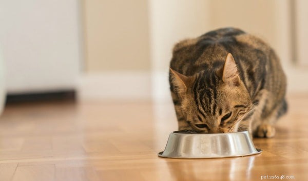 Indoor Cat Lifespan: How Long Your Feline Can Live & Tips to Extend It