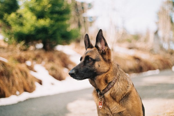 Top 5 Guard Dog Breeds to Protect Your Family and Property
