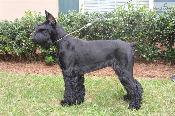 Top 5 Guard Dog Breeds to Protect Your Family and Property