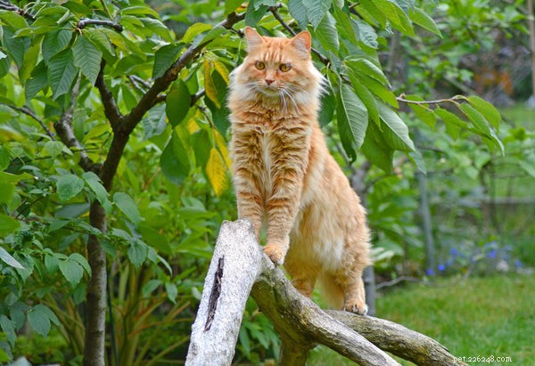 Discover the Top 5 Remarkable Traits of the Maine Coon Cat