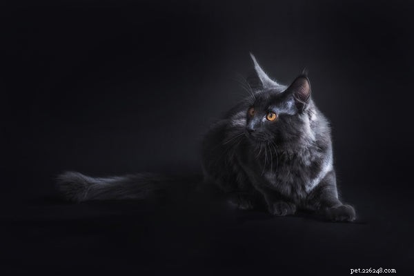 Discover the Top 5 Remarkable Traits of the Maine Coon Cat