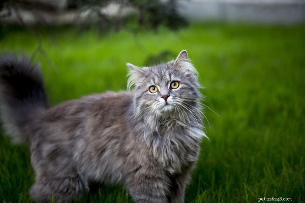 Discover the Top 5 Remarkable Traits of the Maine Coon Cat