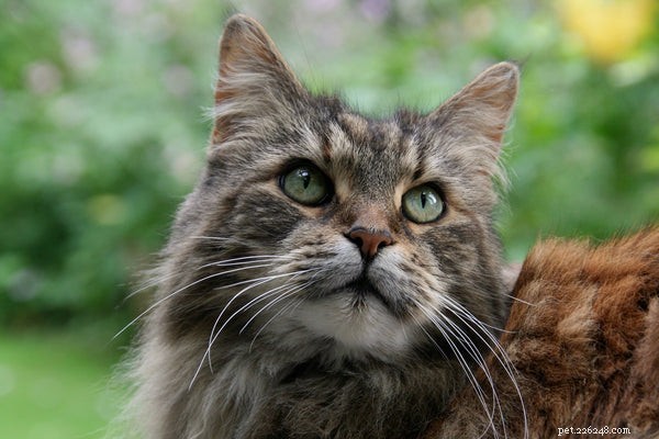 Discover the Top 5 Remarkable Traits of the Maine Coon Cat