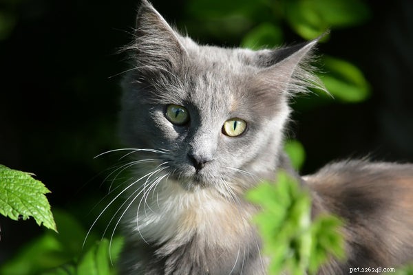 Discover the Top 5 Remarkable Traits of the Maine Coon Cat