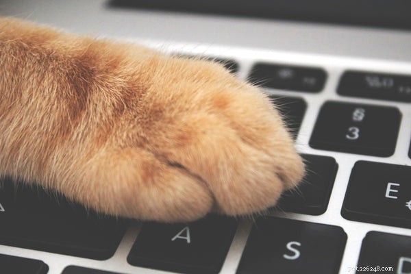 Understanding Cat Paw Anatomy: Function and Care