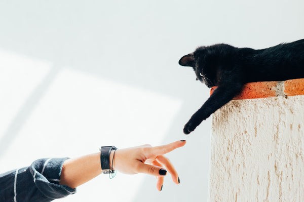Understanding Cat Paw Anatomy: Function and Care