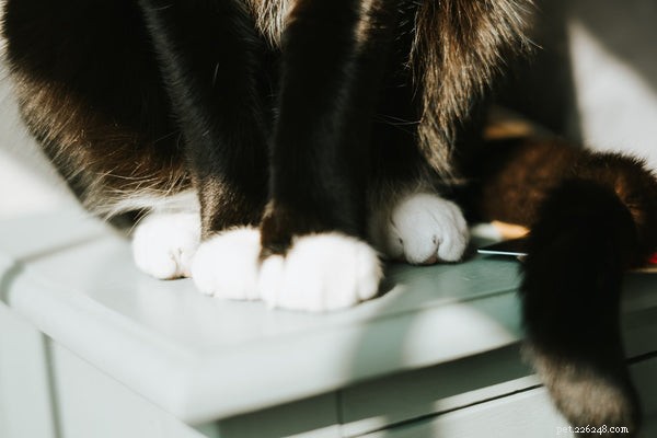 Understanding Cat Paw Anatomy: Function and Care