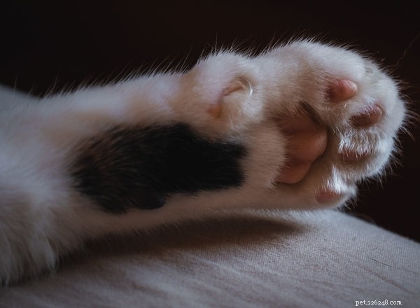 Understanding Cat Paw Anatomy: Function and Care