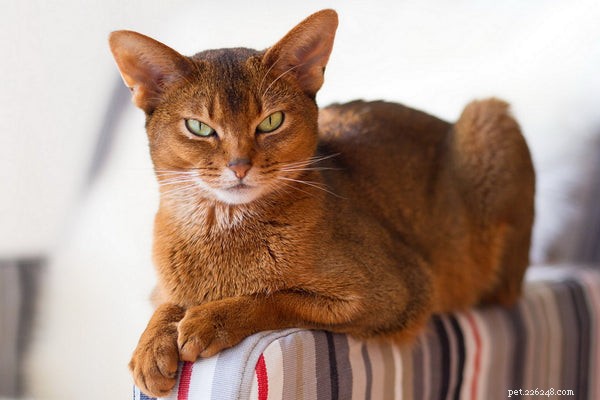 Top Cat Breeds Known for Their Friendly Temperament