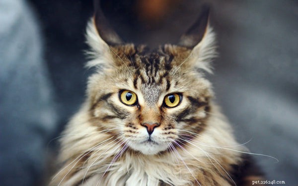 Top Cat Breeds Known for Their Friendly Temperament