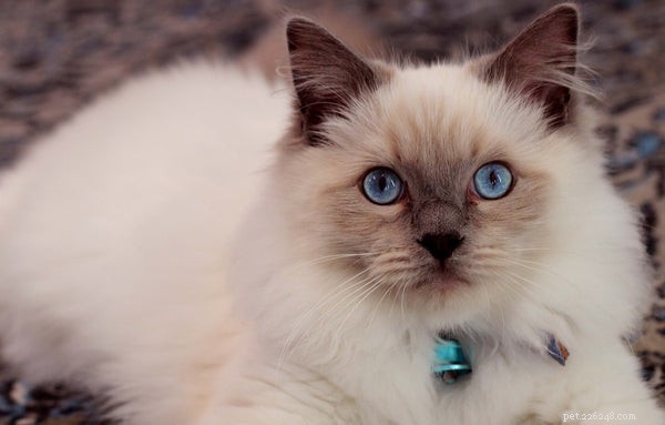 Top Cat Breeds Known for Their Friendly Temperament