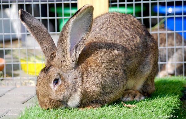 The Ultimate Guide to Large Rabbit Breeds: Facts, Care, and Choosing the Right One