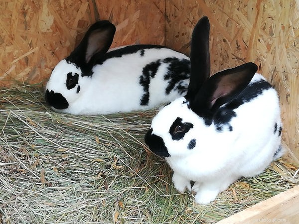 The Ultimate Guide to Large Rabbit Breeds: Facts, Care, and Choosing the Right One