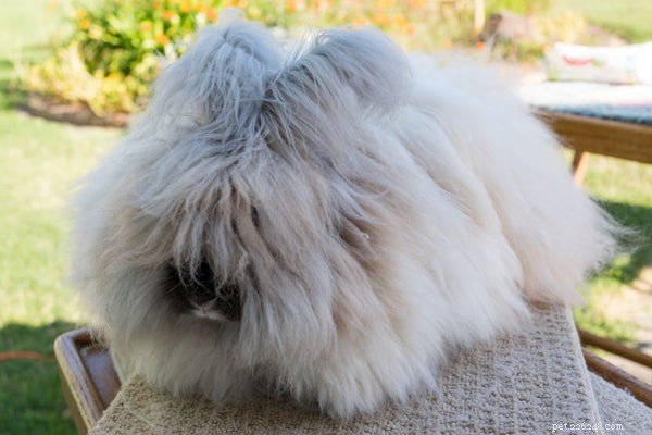The Ultimate Guide to Large Rabbit Breeds: Facts, Care, and Choosing the Right One