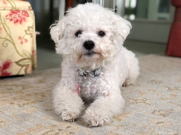 7 Dog Breeds That Offer Unmatched Affection
