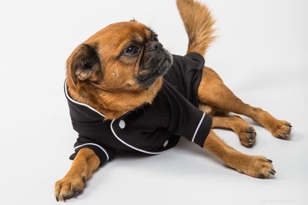 7 Dog Breeds That Offer Unmatched Affection