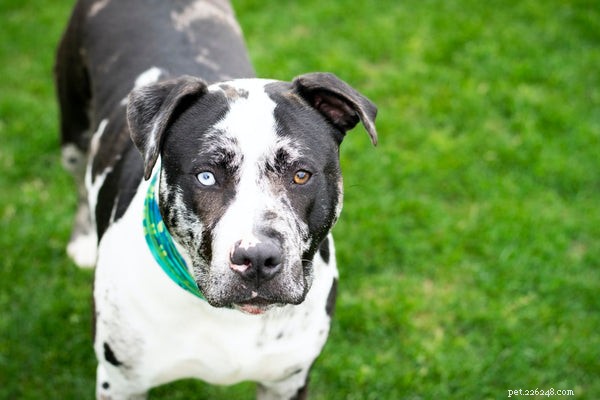 7 Dog Breeds That Offer Unmatched Affection