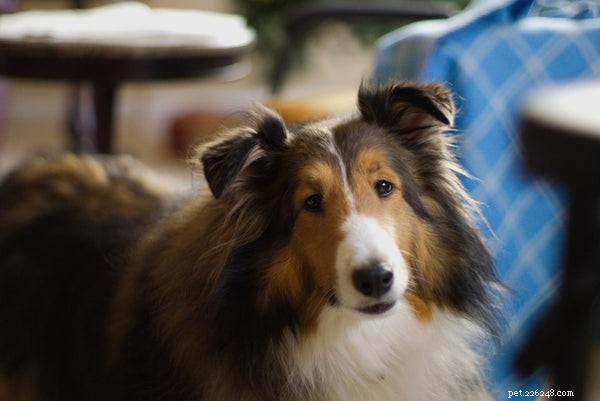 7 Dog Breeds That Offer Unmatched Affection