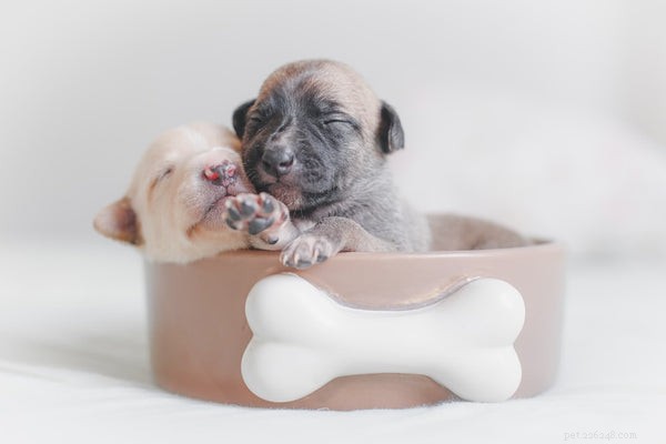 Accurate Ways to Determine a Dog s Age