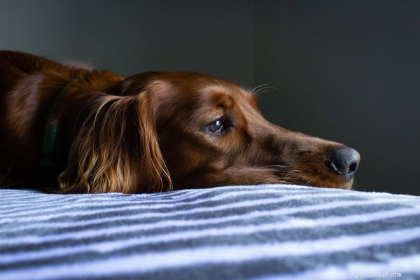 Accurate Ways to Determine a Dog s Age