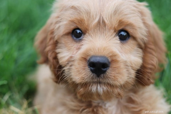 Accurate Ways to Determine a Dog s Age