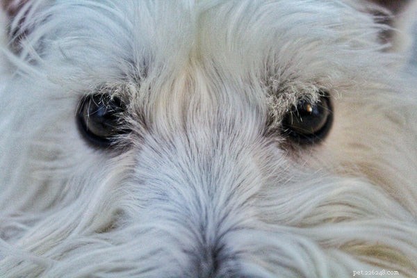 Accurate Ways to Determine a Dog s Age