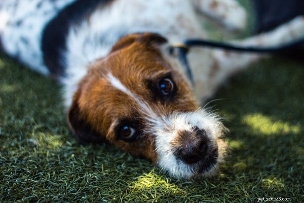 Accurate Ways to Determine a Dog s Age