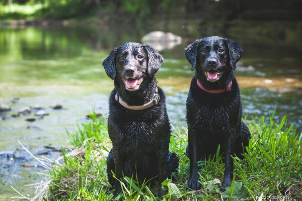 Top Dog Breeds That Coexist Seamlessly with Cats – A Guide for Happy, Harmonious Homes