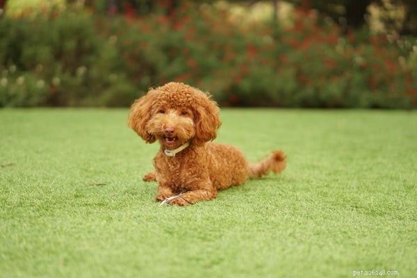 Top Dog Breeds That Coexist Seamlessly with Cats – A Guide for Happy, Harmonious Homes