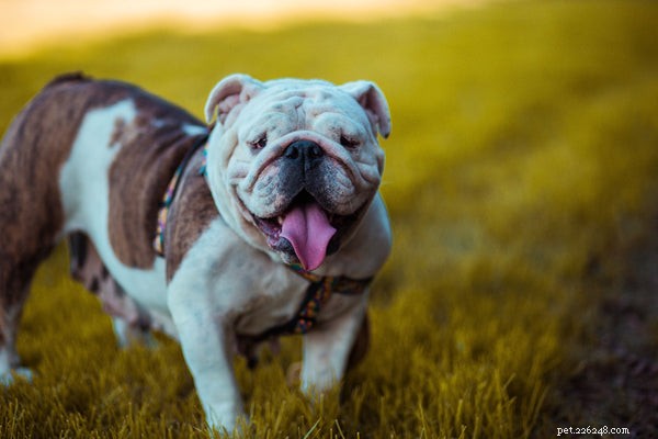 Top Dog Breeds That Coexist Seamlessly with Cats – A Guide for Happy, Harmonious Homes