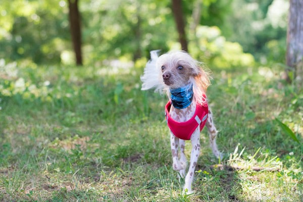 Top 8 Small Dog Breeds That Don’t Shed – Ideal for Allergy‑Sufferers