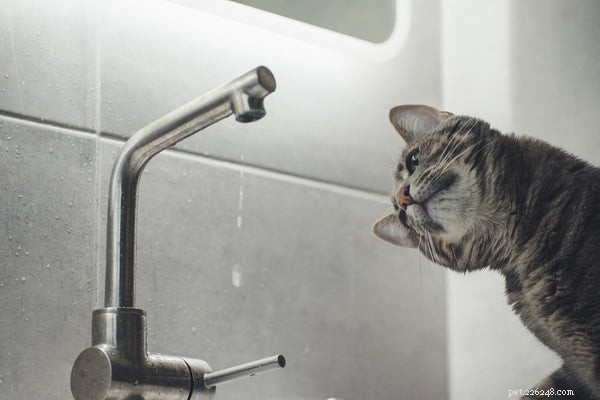 Top 5 Proven Ways to Keep Your Cat Cool and Comfortable This Summer