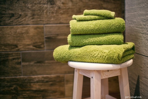 Top 5 Proven Ways to Keep Your Cat Cool and Comfortable This Summer