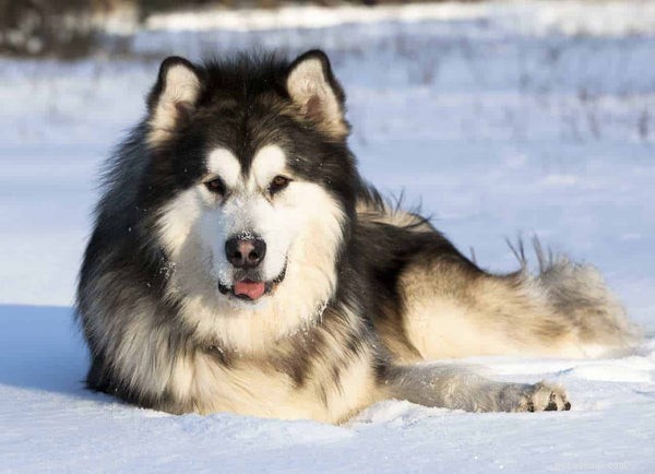 Discover the 5 Ancient Dog Breeds Still Thriving Today