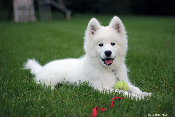 Discover the 5 Ancient Dog Breeds Still Thriving Today
