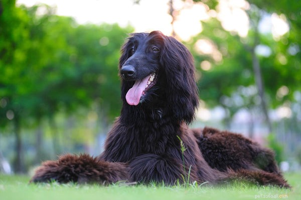 Discover the 5 Ancient Dog Breeds Still Thriving Today